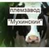 plemzavod-muhinskij